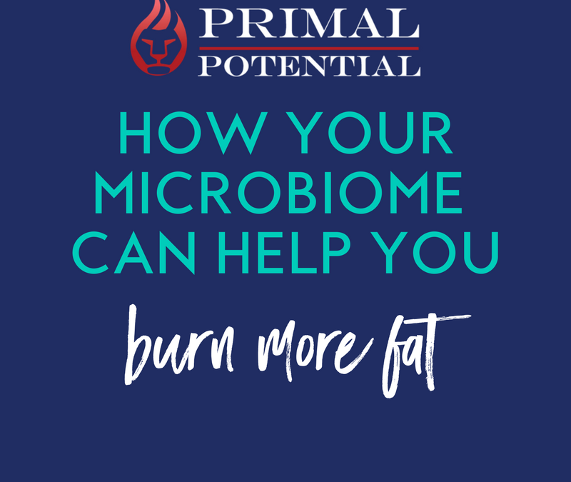 432: How Your Microbiome Can Help You Burn Fat
